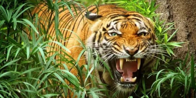 Nằm mơ thấy hổ: Con số may mắn và cách đánh đề hiệu quả 3 Cách hiểu thông điệp khi nằm mơ thấy con hổ