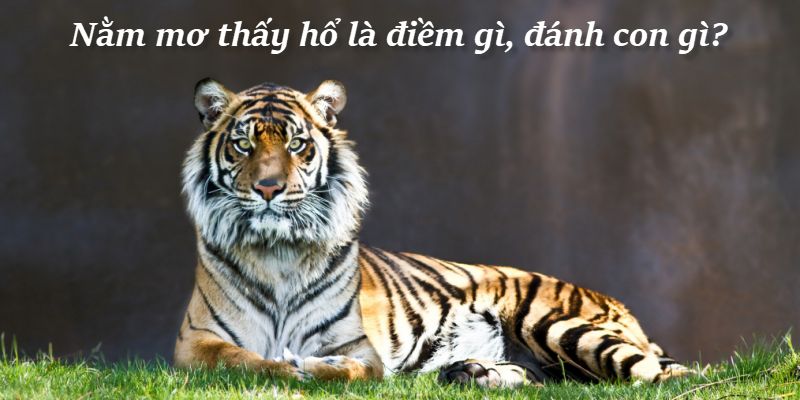 Nằm mơ thấy hổ: Con số may mắn và cách đánh đề hiệu quả 4 Tận dụng các khuyến mãi và ưu đãi từ nhà cái