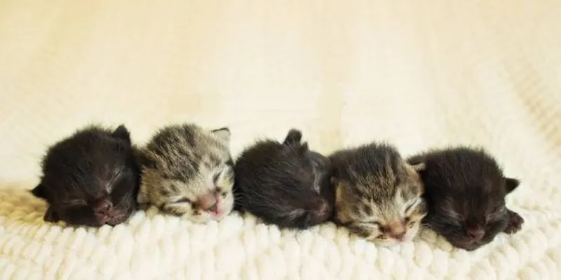 Giải mã ý nghĩa mơ thấy mèo đẻ - Điềm báo trong cuộc sống 2 Chi tiết ý nghĩa giấc mơ thấy mèo đẻ