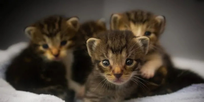 Giải mã ý nghĩa mơ thấy mèo đẻ - Điềm báo trong cuộc sống 3 Điềm báo về cuộc sống gia đình khi mơ thấy mèo đẻ