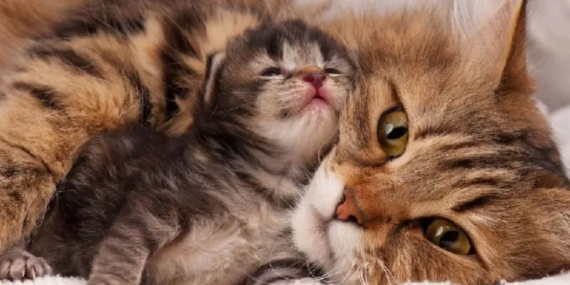 Giải mã ý nghĩa mơ thấy mèo đẻ - Điềm báo trong cuộc sống 4 Cơ hội trúng lớn trong lô đề với các cặp số may mắn khi mơ thấy mèo đẻ