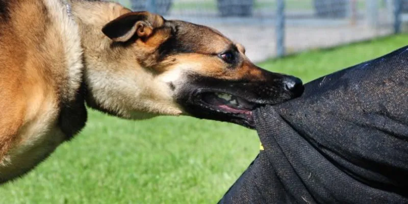 Nằm mơ thấy chó cắn - Giải mã ý nghĩa và điềm báo tương lai 2 Phân tích ý nghĩa giấc mơ thấy bị chó cắn