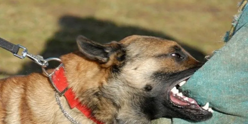 Nằm mơ thấy chó cắn - Giải mã ý nghĩa và điềm báo tương lai 3 Các diễn biến của giấc mơ thấy chó cắn