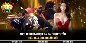 9 meo choi ca cuoc da ga truc tuyen hieu qua cho nguoi moi